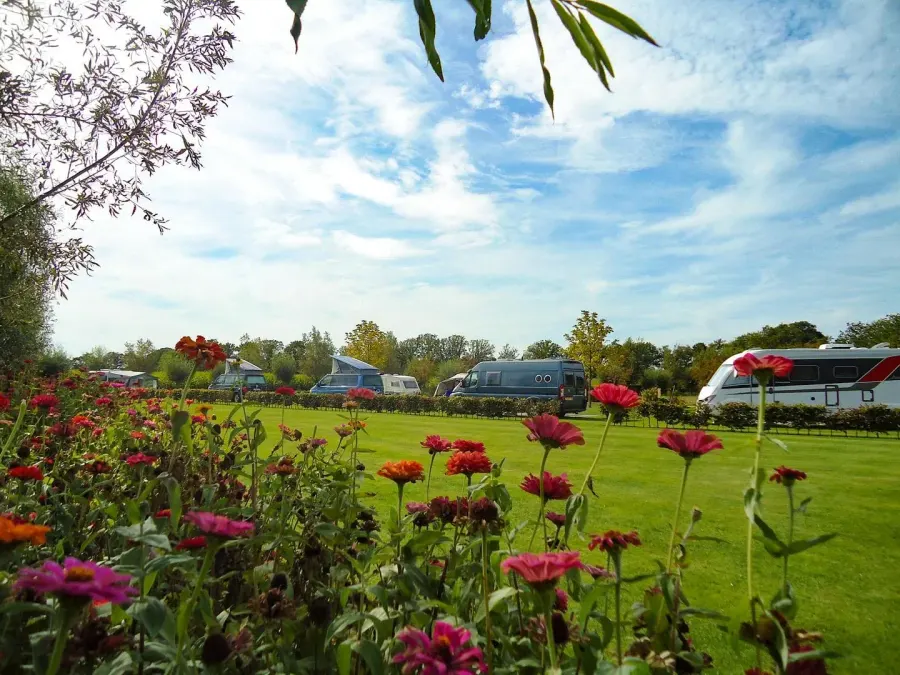 Zinnia's in vol bloei met kampeervelden op de achtergrond