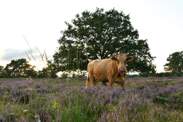 Koe tussen bloeiende heide in natuurgebied De Kampina