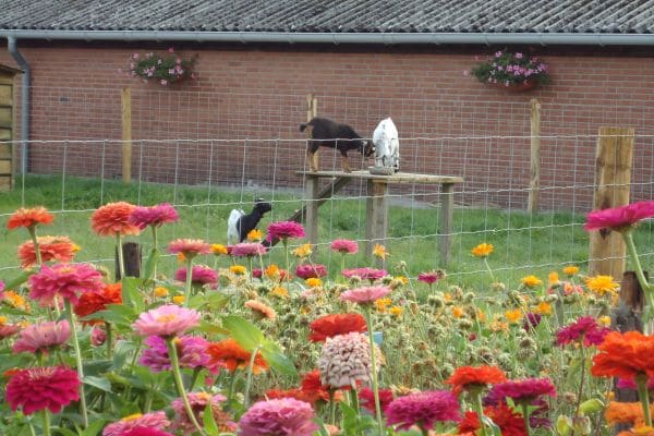 Geitjes van de camping tussen felgekleurde zinnia's